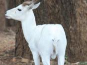 DAILY PHOTO: Albino Black Buck