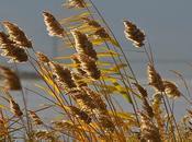 Tassels Waving Amber Early Morning