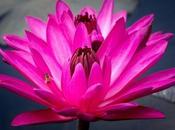 Water Lilies 2013 Part