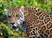Jaguar Prowl Chennai Roads...