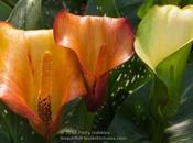 Colorful Calla Lilies
