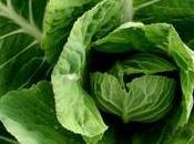 Nutritional Benefits Collard Greens