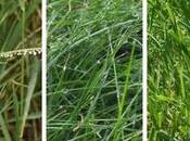 Identify Popular Lawn Grass Species