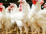 Chicken Meat Prices Pakistan Break Previous Records