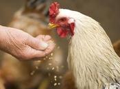 Chicken Feeds Foster Healthy Flock