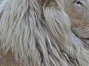 Albinos Face Threat, Pain Cruelty ....