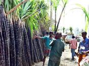 Agriculture Raise Sugarcane Production Acre