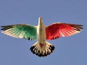 Tri-colour Pigeon Danca Pombo