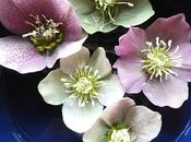 Hellebores!