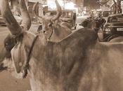 Keeping Safe Distance கொம்புளதற்கு ஐந்து வம்புசெறி தீங்கினர்தம் !?!?!?