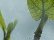 Greenhouse, Tree Reaches Light