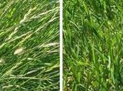 Best Grass Seed Virginia Lawns