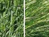 Best Grass Seed Tennessee Lawns