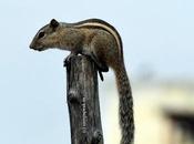 Cute Squirrel Hanging Upside Down Ācweorna ?!?!
