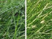 Best Grass Seed Jersey Lawns