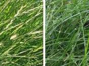 Best Grass Seed Utah Lawns