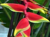 Birds Paradise கூடையில் என்ன