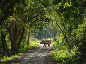 Reasons Travel Nepal