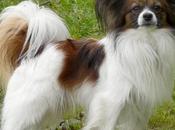 Worlds Most Popular Small Breeds