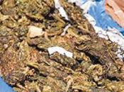 Over Rs.141 Worth Kerala Cannabis Seized