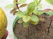 Grow Guava from Seeds: Ideas