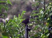 Karungkuruvi "smooth-billed Ani"