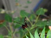 Flying Butterfly Sound Thunder