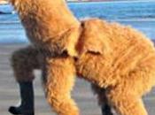 “PERSONS Other Animals” Wisconsin Statutes