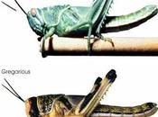 See, This Grasshopper Walking Along