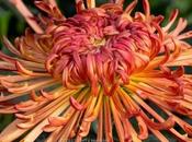 Judith Baker Saffina Some Amazing Quill Chrysanthemums