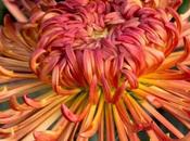 Judith Baker Saffina Some Amazing Quill Chrysanthemums
