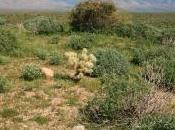 Invasive Plants North American Deserts