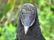 Black Vultue