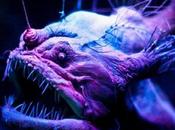 Creepy Deep-Water Creatures Won’t Believe Real