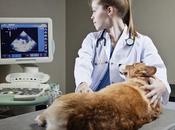 Veterinary Services Market: Trends Growth Forecasts