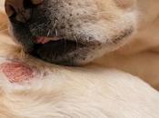 Skin Cancer Dogs Causes, Symptoms, Treatment Your Veterinary Guide