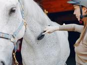 Equine Influenza, Respiratory Disease Horses Causes, Symptoms Treatment