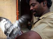 Pigeons Love Wise Only Fools, Rush