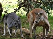 Young Kangaroos Grow Quickly Where Hungry Dingoes Lurk
