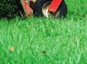Tips Maintaining Beautiful Lawn Summer