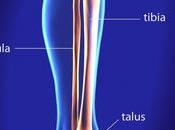 What Fibula Recovery: Complete Process