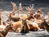 Deer Horn Fight Antlers