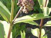 More Native Plantings