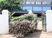 Sugar, Sweet Sugar கரும்பாக இனித்தாயே