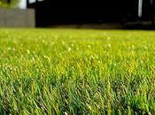 Essential Lawn Maintenance Tips Homeowners