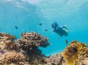 Antigua’s Underwater World: Exploring Antigua Coral Reefs