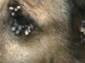 Treat Ticks Mites Infestation Dogs Through Ayurveda