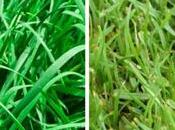 Best Grass Seed Nebraska: Guide Lush Lawns