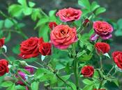 Bunch Beautiful Roses Single Plant