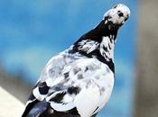 Head Rotating What Chitti Could Vaseegaran